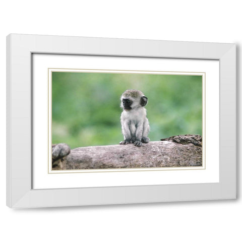 Tanzania, Ngorogoro Crater Vervet monkey baby White Modern Wood Framed Art Print with Double Matting by Welling, Dave