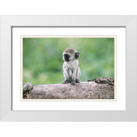 Tanzania, Ngorogoro Crater Vervet monkey baby White Modern Wood Framed Art Print with Double Matting by Welling, Dave