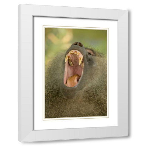 Tanzania, Lake Manyara Olive baboon yawning White Modern Wood Framed Art Print with Double Matting by Morris, Arthur