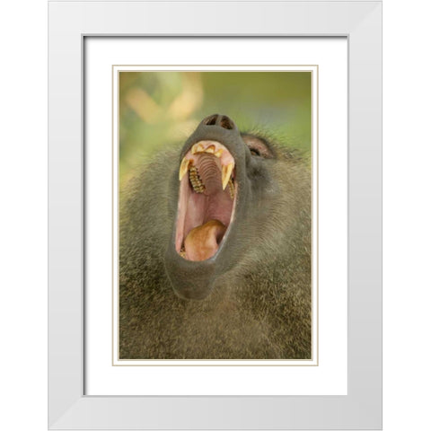 Tanzania, Lake Manyara Olive baboon yawning White Modern Wood Framed Art Print with Double Matting by Morris, Arthur