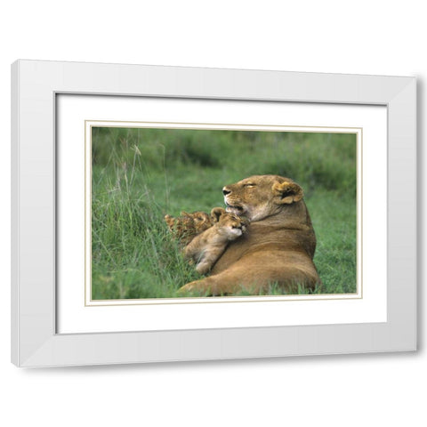 Tanzania, Ngorongoro Crater African lion and cub White Modern Wood Framed Art Print with Double Matting by Welling, Dave