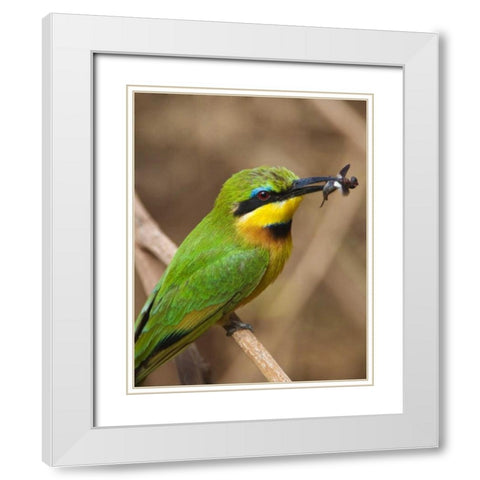 Tanzania, Lake Manyara NP Bee-eater on a branch White Modern Wood Framed Art Print with Double Matting by Kirkland, Dennis