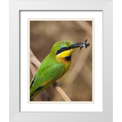 Tanzania, Lake Manyara NP Bee-eater on a branch White Modern Wood Framed Art Print with Double Matting by Kirkland, Dennis