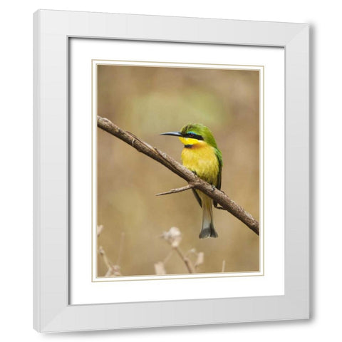 Tanzania, Lake Manyara NP Bee-eater on a branch White Modern Wood Framed Art Print with Double Matting by Kirkland, Dennis