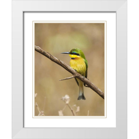 Tanzania, Lake Manyara NP Bee-eater on a branch White Modern Wood Framed Art Print with Double Matting by Kirkland, Dennis
