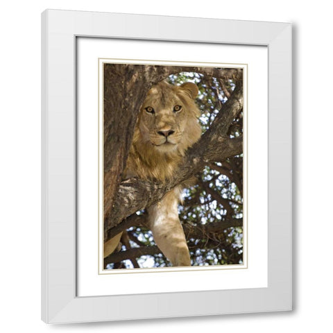 Tanzania, Lake Manyara NP Lion in a tree White Modern Wood Framed Art Print with Double Matting by Kirkland, Dennis