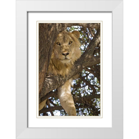 Tanzania, Lake Manyara NP Lion in a tree White Modern Wood Framed Art Print with Double Matting by Kirkland, Dennis