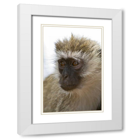 Tanzania, Lake Manyara NP Vervet monkey White Modern Wood Framed Art Print with Double Matting by Kirkland, Dennis