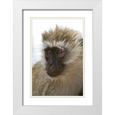 Tanzania, Lake Manyara NP Vervet monkey White Modern Wood Framed Art Print with Double Matting by Kirkland, Dennis