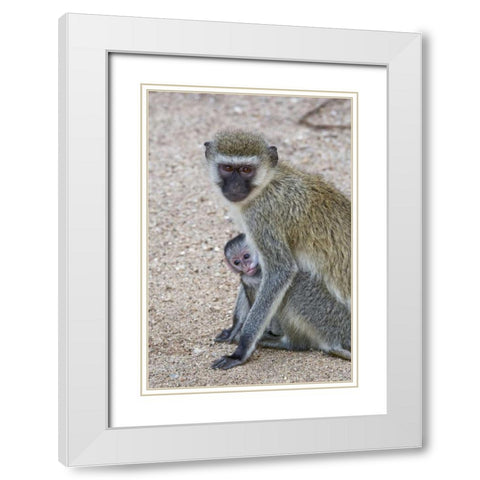 Tanzania, Lake Manyara Vervet monkey with baby White Modern Wood Framed Art Print with Double Matting by Kirkland, Dennis