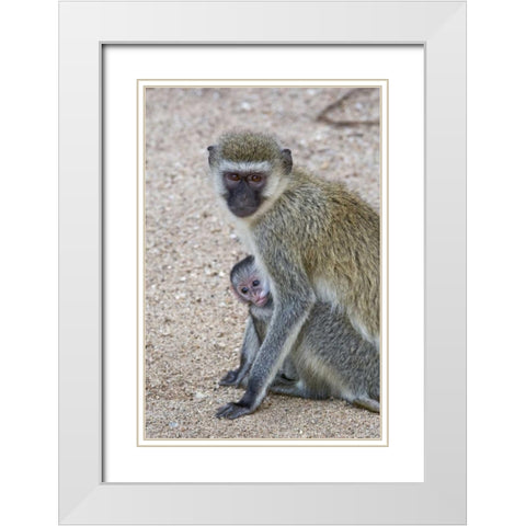 Tanzania, Lake Manyara Vervet monkey with baby White Modern Wood Framed Art Print with Double Matting by Kirkland, Dennis