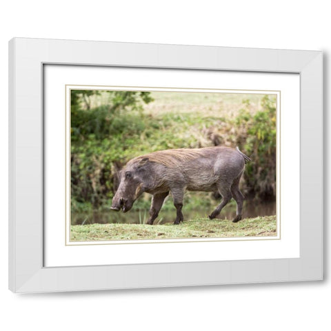 Tanzania, Lake Manyara NP Warthog walking White Modern Wood Framed Art Print with Double Matting by Kirkland, Dennis