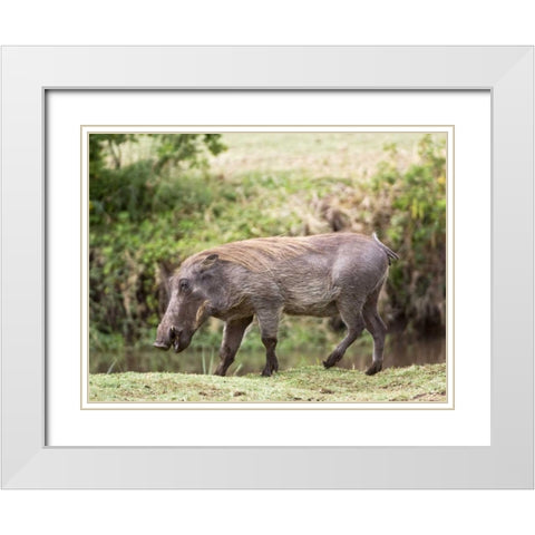 Tanzania, Lake Manyara NP Warthog walking White Modern Wood Framed Art Print with Double Matting by Kirkland, Dennis