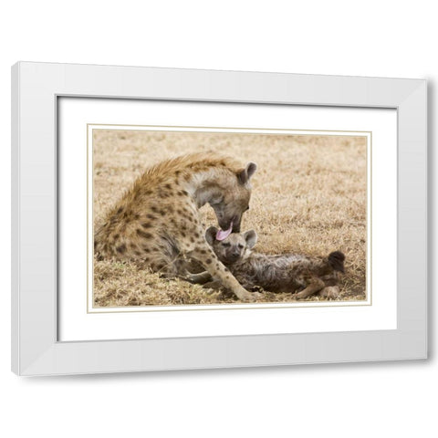 Tanzania, Ngorongoro Spotted hyena licking baby White Modern Wood Framed Art Print with Double Matting by Kirkland, Dennis
