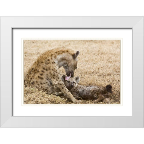 Tanzania, Ngorongoro Spotted hyena licking baby White Modern Wood Framed Art Print with Double Matting by Kirkland, Dennis