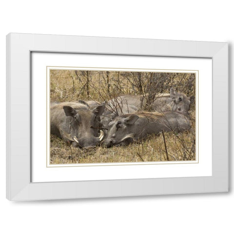 Tanzania, Ngorongoro Warthog family sleeping White Modern Wood Framed Art Print with Double Matting by Kirkland, Dennis