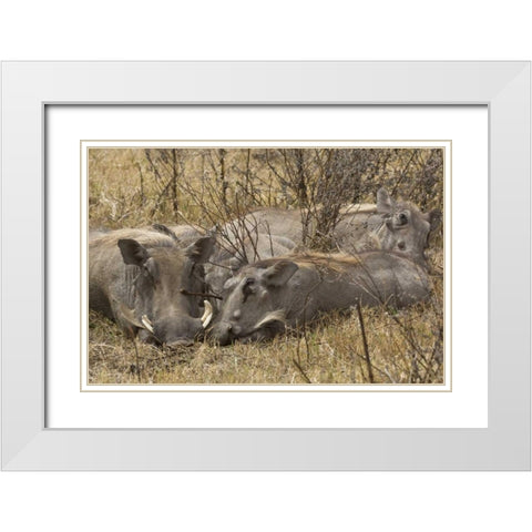 Tanzania, Ngorongoro Warthog family sleeping White Modern Wood Framed Art Print with Double Matting by Kirkland, Dennis