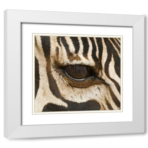 Tanzania, Tarangire NP Eye of a common zebra White Modern Wood Framed Art Print with Double Matting by Kirkland, Dennis