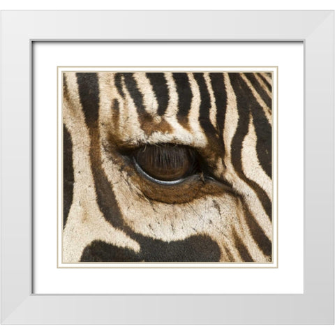 Tanzania, Tarangire NP Eye of a common zebra White Modern Wood Framed Art Print with Double Matting by Kirkland, Dennis