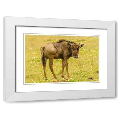 Africa-Tanzania-Ngorongoro Crater Young white-bearded wildebeest close-up  White Modern Wood Framed Art Print with Double Matting by Jaynes Gallery