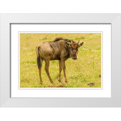Africa-Tanzania-Ngorongoro Crater Young white-bearded wildebeest close-up  White Modern Wood Framed Art Print with Double Matting by Jaynes Gallery