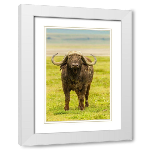 Africa-Tanzania-Ngorongoro Crater Cape buffalo close-up  White Modern Wood Framed Art Print with Double Matting by Jaynes Gallery