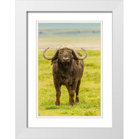 Africa-Tanzania-Ngorongoro Crater Cape buffalo close-up  White Modern Wood Framed Art Print with Double Matting by Jaynes Gallery