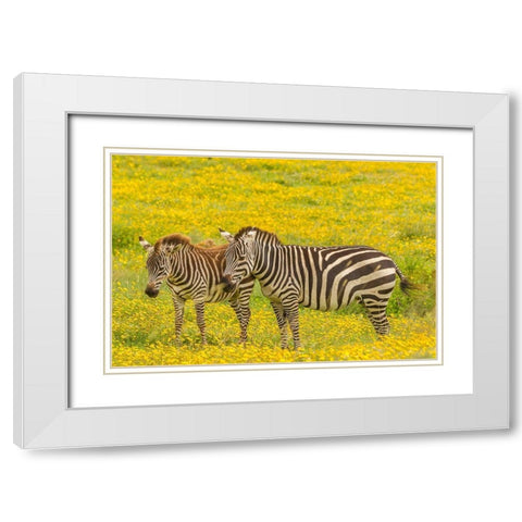 Africa-Tanzania-Ngorongoro Crater Plains zebra adult and young in flower field  White Modern Wood Framed Art Print with Double Matting by Jaynes Gallery