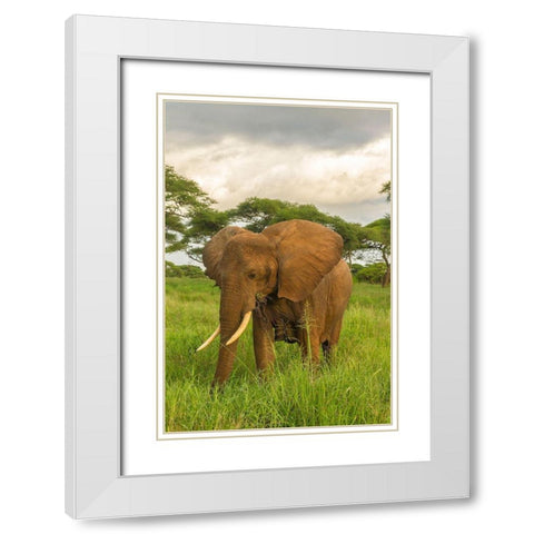 Africa-Tanzania-Tarangire National Park African elephant close-up  White Modern Wood Framed Art Print with Double Matting by Jaynes Gallery