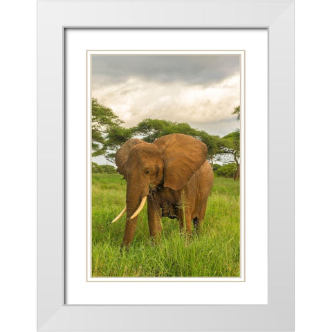 Africa-Tanzania-Tarangire National Park African elephant close-up  White Modern Wood Framed Art Print with Double Matting by Jaynes Gallery