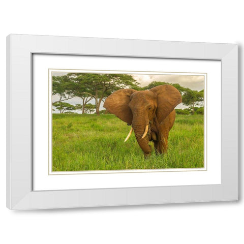 Africa-Tanzania-Tarangire National Park African elephant close-up  White Modern Wood Framed Art Print with Double Matting by Jaynes Gallery