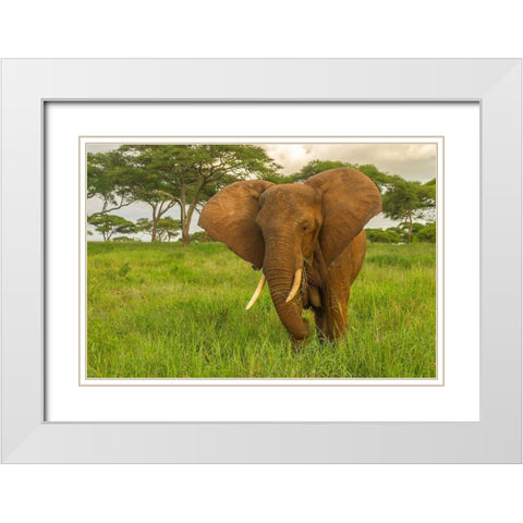 Africa-Tanzania-Tarangire National Park African elephant close-up  White Modern Wood Framed Art Print with Double Matting by Jaynes Gallery