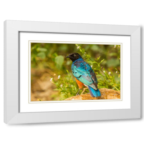 Africa-Tanzania-Serengeti National Park Superb starling close-up  White Modern Wood Framed Art Print with Double Matting by Jaynes Gallery