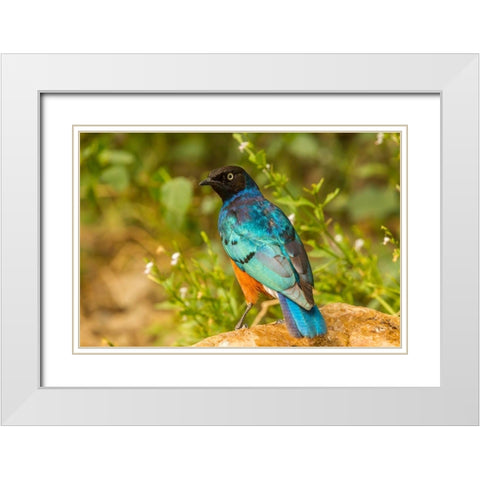 Africa-Tanzania-Serengeti National Park Superb starling close-up  White Modern Wood Framed Art Print with Double Matting by Jaynes Gallery