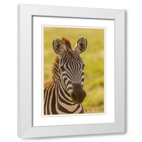 Africa-Tanzania-Serengeti National Park Close-up of young plains zebra  White Modern Wood Framed Art Print with Double Matting by Jaynes Gallery