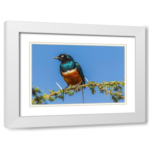 Africa-Tanzania-Serengeti National Park Superb starling close-up  White Modern Wood Framed Art Print with Double Matting by Jaynes Gallery