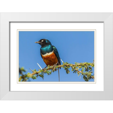 Africa-Tanzania-Serengeti National Park Superb starling close-up  White Modern Wood Framed Art Print with Double Matting by Jaynes Gallery