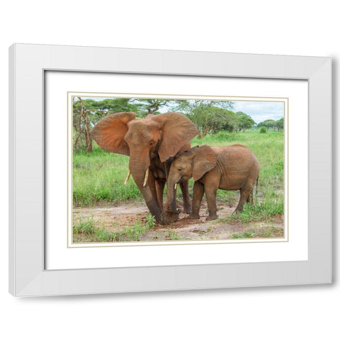 Africa-Tanzania-Tarangire National Park African elephant adult and baby  White Modern Wood Framed Art Print with Double Matting by Jaynes Gallery