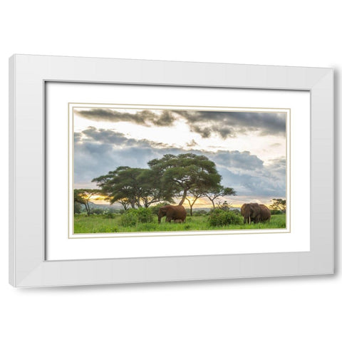 Africa-Tanzania-Tarangire National Park African elephants at sunset  White Modern Wood Framed Art Print with Double Matting by Jaynes Gallery