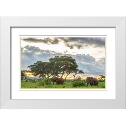Africa-Tanzania-Tarangire National Park African elephants at sunset  White Modern Wood Framed Art Print with Double Matting by Jaynes Gallery