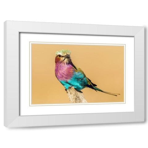 Africa-Tanzania-Serengeti National Park Lilac-breasted roller bird close-up  White Modern Wood Framed Art Print with Double Matting by Jaynes Gallery