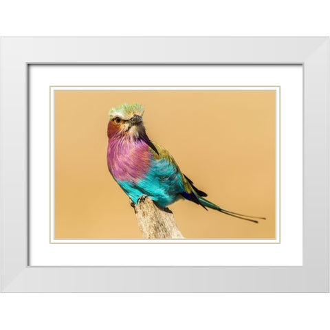Africa-Tanzania-Serengeti National Park Lilac-breasted roller bird close-up  White Modern Wood Framed Art Print with Double Matting by Jaynes Gallery