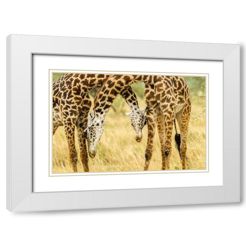 Africa-Tanzania-Serengeti National Park Young Maasai giraffes sparring  White Modern Wood Framed Art Print with Double Matting by Jaynes Gallery