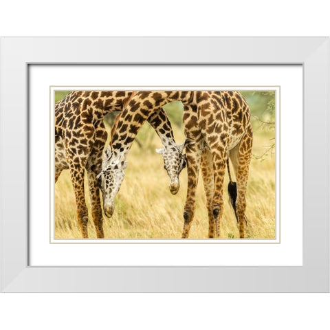 Africa-Tanzania-Serengeti National Park Young Maasai giraffes sparring  White Modern Wood Framed Art Print with Double Matting by Jaynes Gallery