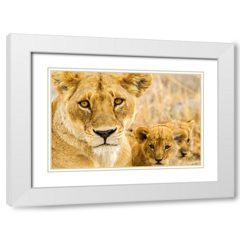 Africa-Tanzania-Serengeti National Park African lioness and cubs  White Modern Wood Framed Art Print with Double Matting by Jaynes Gallery