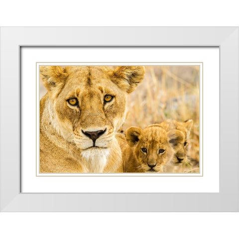 Africa-Tanzania-Serengeti National Park African lioness and cubs  White Modern Wood Framed Art Print with Double Matting by Jaynes Gallery