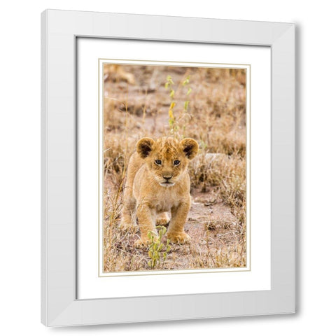 Africa-Tanzania-Serengeti National Park African lion cub close-up  White Modern Wood Framed Art Print with Double Matting by Jaynes Gallery
