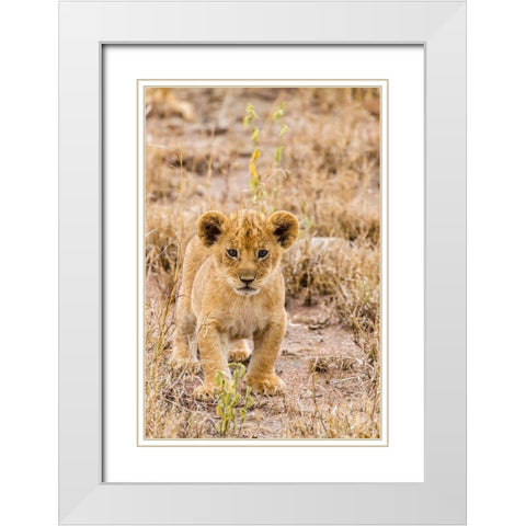 Africa-Tanzania-Serengeti National Park African lion cub close-up  White Modern Wood Framed Art Print with Double Matting by Jaynes Gallery