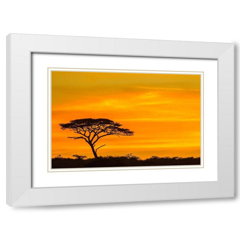Africa-Tanzania-Serengeti National Park Acacia tree silhouette at sunset  White Modern Wood Framed Art Print with Double Matting by Jaynes Gallery