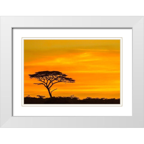 Africa-Tanzania-Serengeti National Park Acacia tree silhouette at sunset  White Modern Wood Framed Art Print with Double Matting by Jaynes Gallery